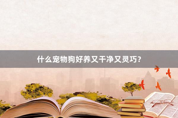 什么宠物狗好养又干净又灵巧？